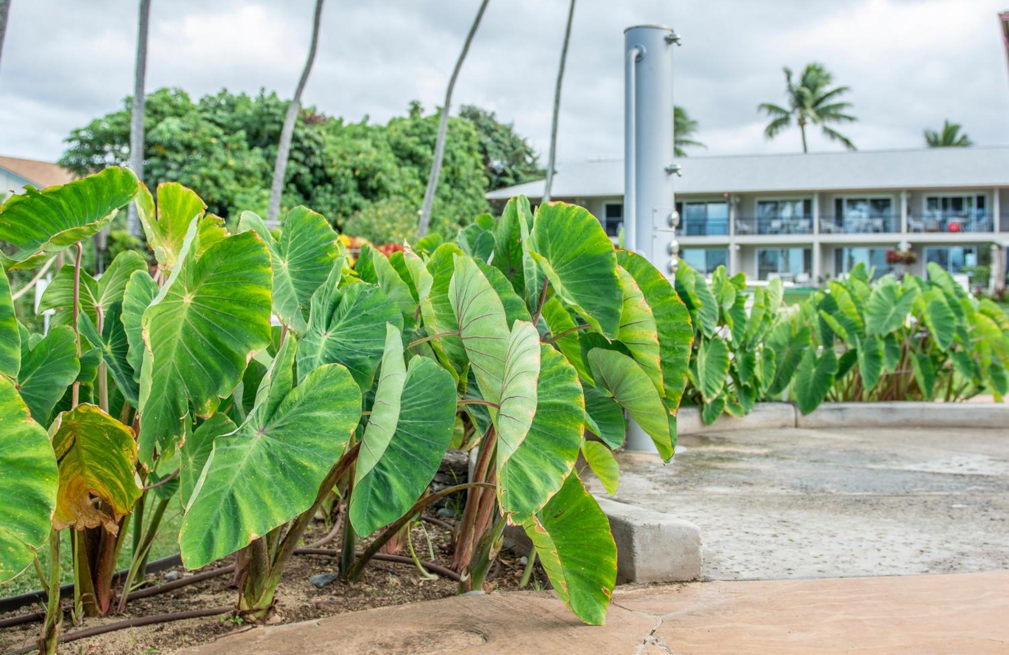 Napili Surf Beach Resort By Castle Kapalua Exteriér fotografie